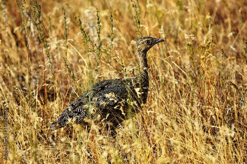 Strepet (Tetrax tetrax) hides in the grass on a summer day. photo
