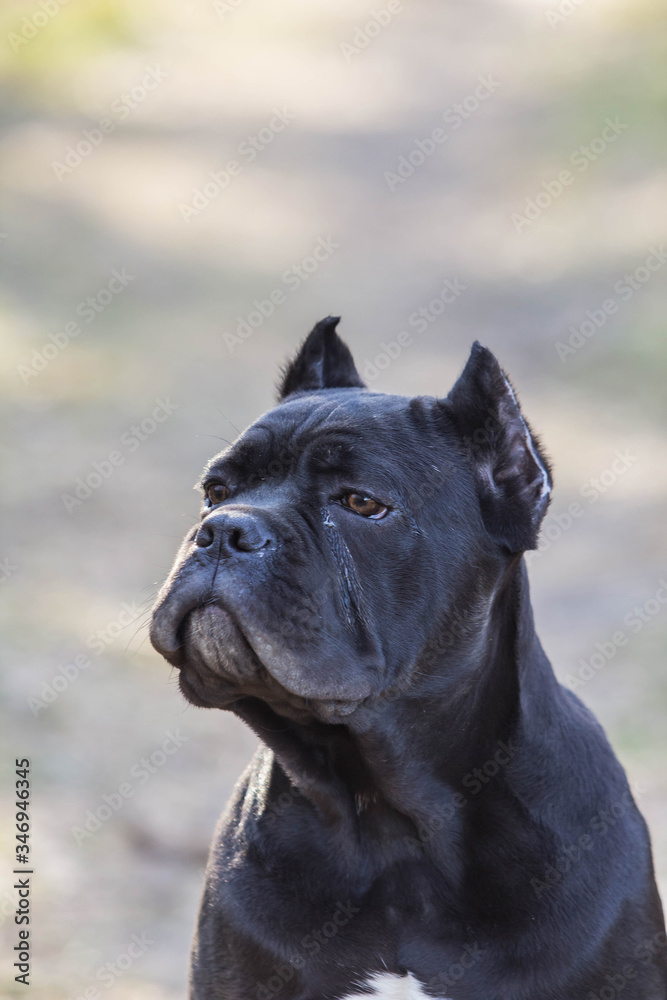 young dog of the cane-corso breed on a walk on the lawn in early spring