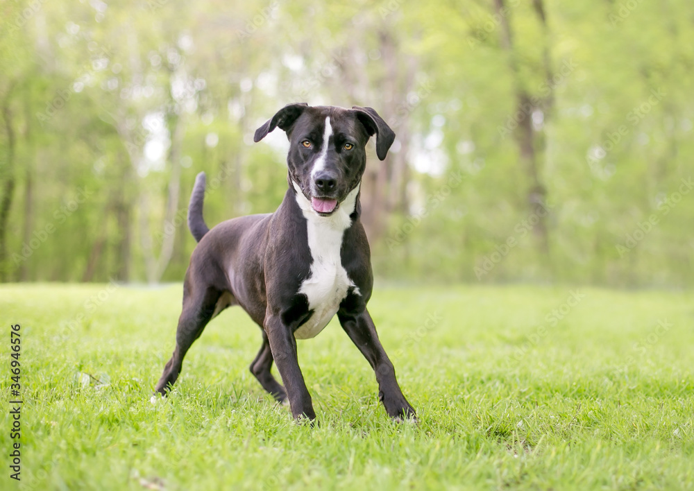 A black and white Pit Bull Terrier mixed breed dog with large floppy ears standing in a playful stance