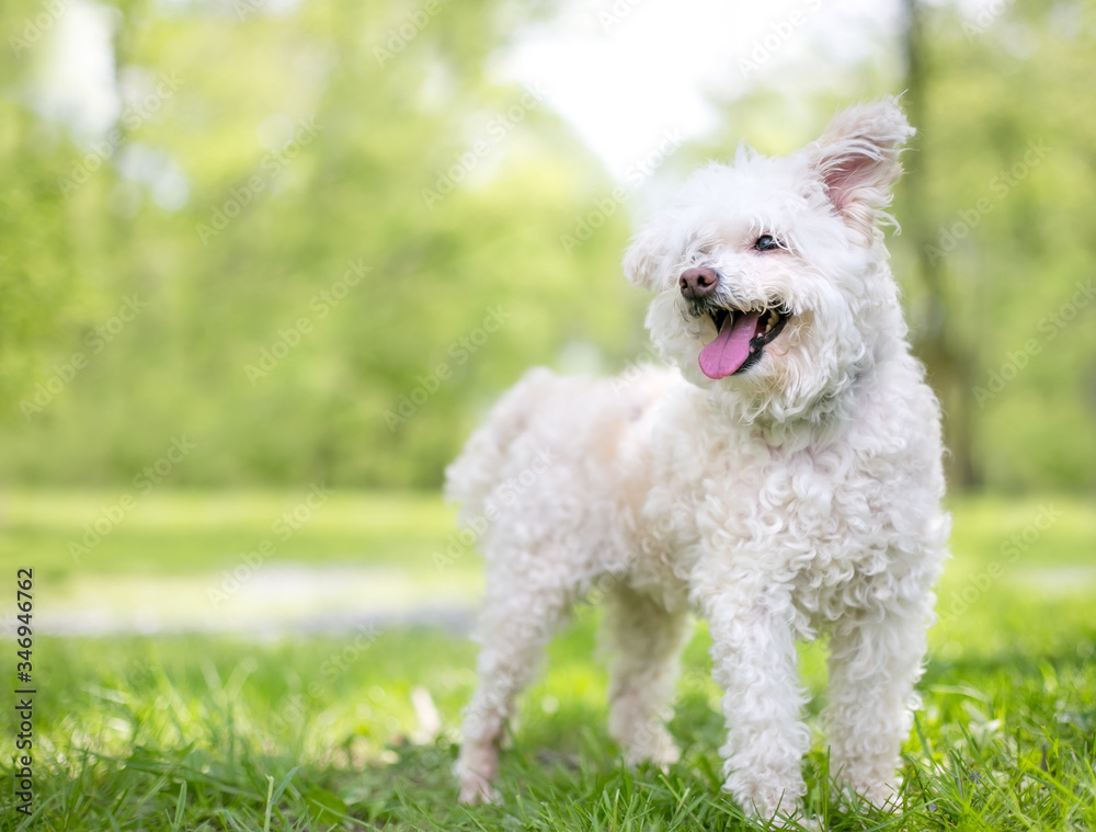 A furry white Poodle mixed breed dog with floppy ears and a happy expression