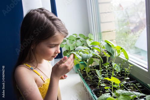 girl looks at the young green leaves of vegetable seedlings