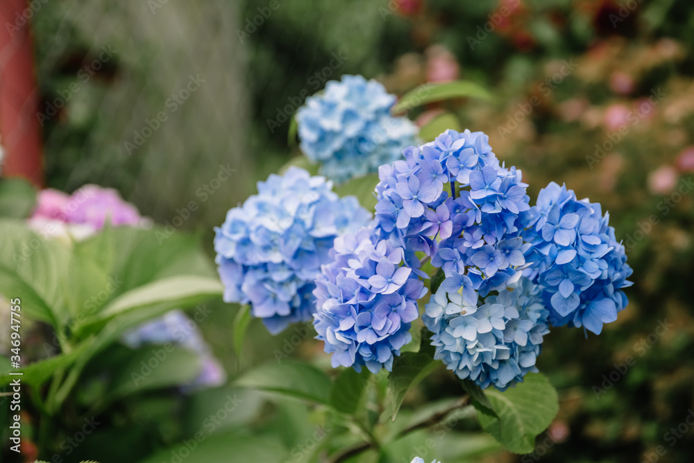 Blue hydrangea macrophylla flower in a garden. A lush bush adorns the garden with its beautiful flowers bud. Blue hydrangea macrophylla flower in a garden. A lush bush adorns the garden with its beautiful flowers bud.
