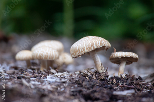Flat topped Agaric
