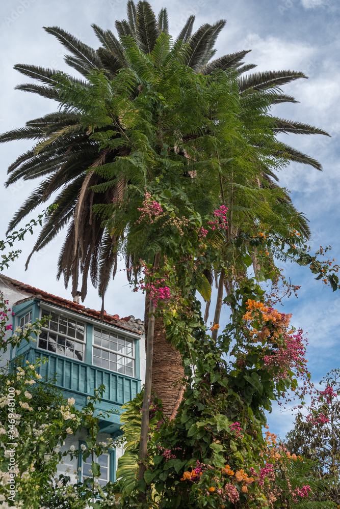 Palme auf den kanarischen Inseln