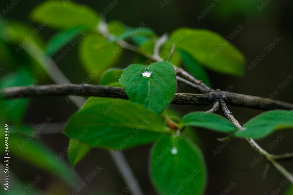 green leaf, water drop, spring forest green leaf, water drop, spring forest