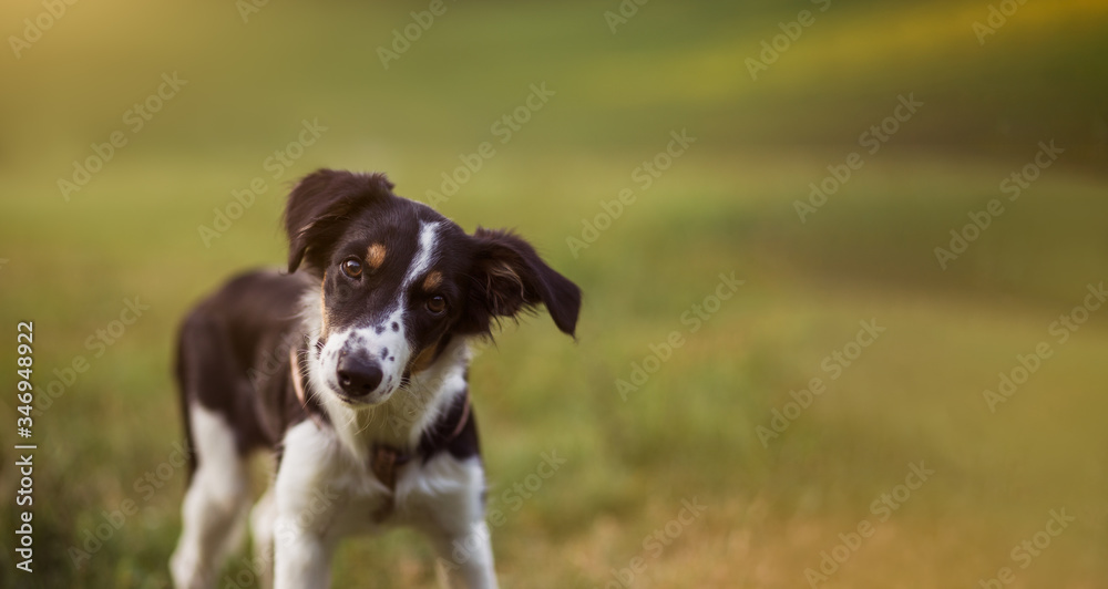 Portrait of young crossbreed dog during sunset in grass, isolated on green blurry background Portrait of young crossbreed dog during sunset in grass, isolated on green blurry background