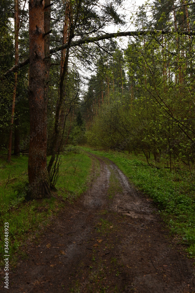 Obraz premium Forest road after rain