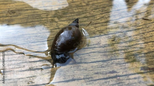 Portrait einer Spitzschlammschnecke (Lymnea stagnalis). Diese Wasserschnecken sind Lungenatmer und weiden die Wasserfläche von unten her ab. photo