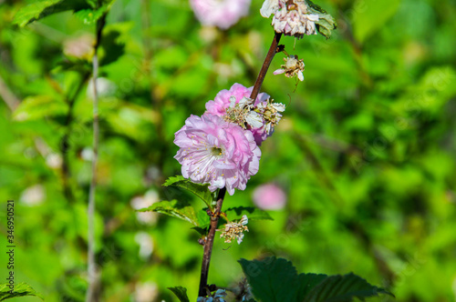 Gentle pink threebladed almond  blossom Rosenmund close up on the unfocused green leaves background. photo