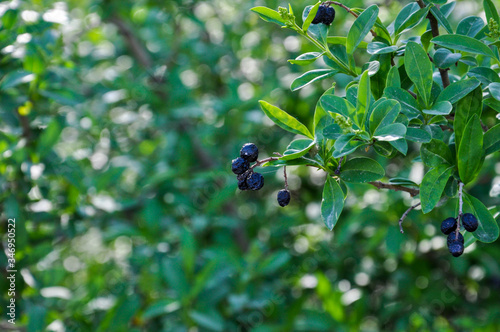 Shiny black sun-dried berries of privet bush with on the green leaves background. Selective focus