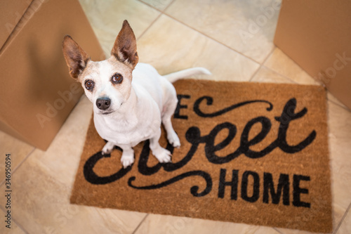 Cute Dog Sitting on Home Sweet Home Welcome Mat on Floor Near Boxes