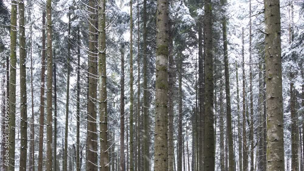 Cold winter conifer forest landscape during snowfall. Beautiful snowflakes in wild woodland. Cold winter conifer forest landscape during snowfall. Beautiful snowflakes in wild woodland.