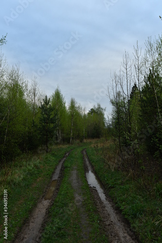 Forest road after rain © Antonyuk Viktor