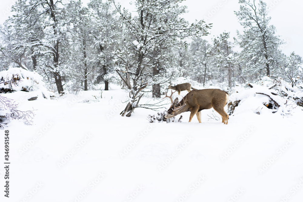 Deer in a winter forest in Arizona United States Deer in a winter forest in Arizona United States