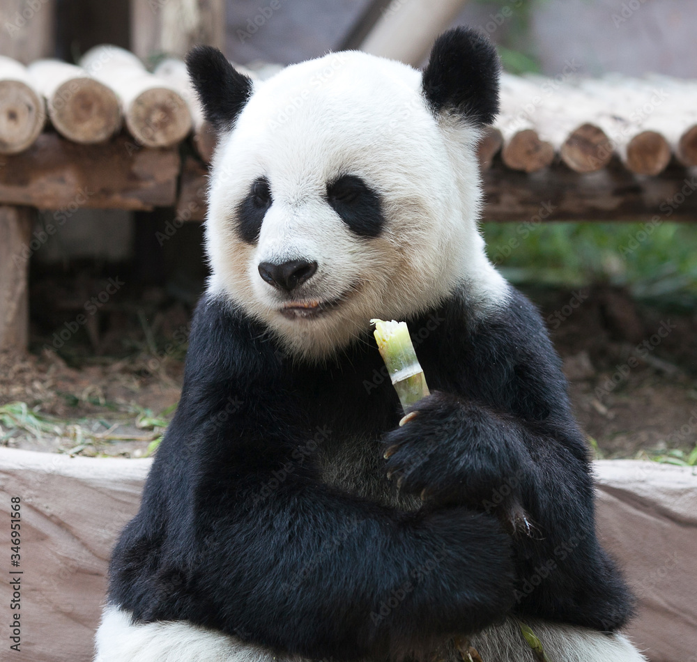 Chinese tourist symbol and attraction - Giant panda bear eating bamboo Chinese tourist symbol and attraction - Giant panda bear eating bamboo