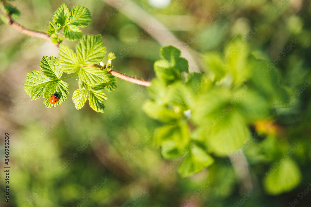 ladybug on young leaves of raspberry bush ladybug on young leaves of raspberry bush