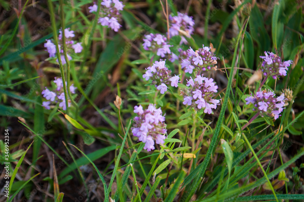 Meadow violet and purple flowers of thyme in the summer field. Green background. Nature landscape Meadow violet and purple flowers of thyme in the summer field. Green background. Nature landscape