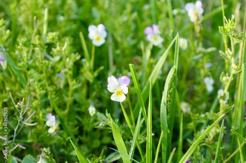 Cute flowers in the meadow - Viola arvensis