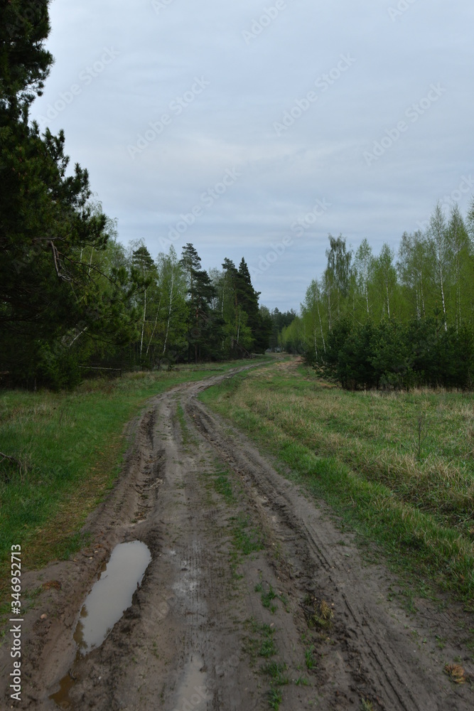 Forest road after rain