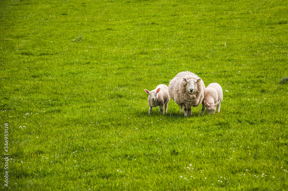 Sheep with a pair of lambs on a meadow Sheep with a pair of lambs on a meadow