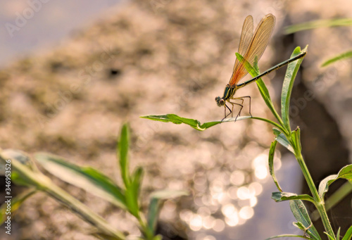 Dragonfly on Plant