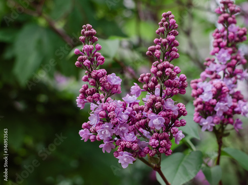 flowering branch of lilac with green leaves in the garden on a warm spring day