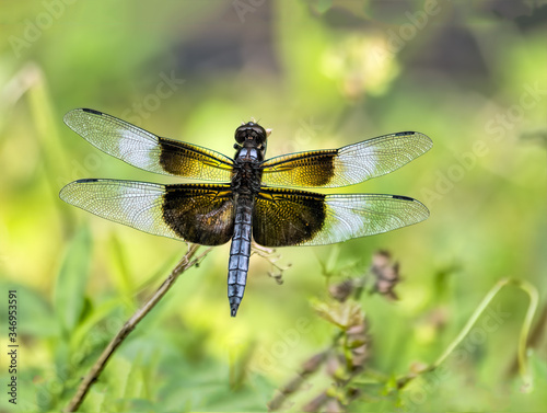 Dragonfly with Green Background