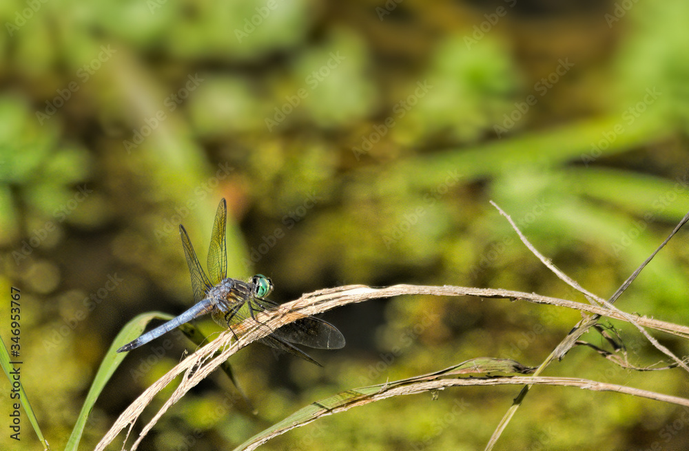 Dragonfly on Reed Dragonfly on Reed