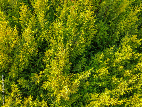 Bright green close up of cypress thuja coniferous tree leaves. Horizontal image