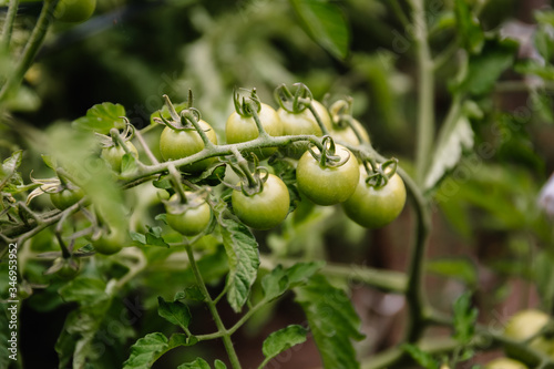 Fresh unripe green tomatoes grow on a branch in a greenhouse. Cherry grade.