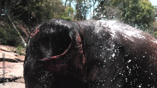 4k Shots in slow-motion of elephants in Thailand 