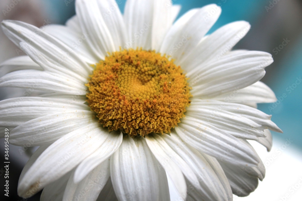 Fototapeta premium White chamomile close up