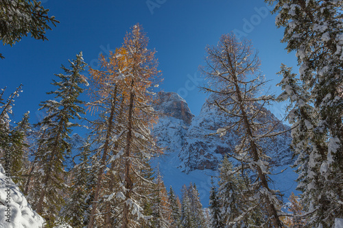 Orange larches after a snowfall in a forest with Mount Pelmo background, Dolomites, Italy. Concept: winter landscapes of the Dolomites, Christmas atmosphere, Unesco world heritage