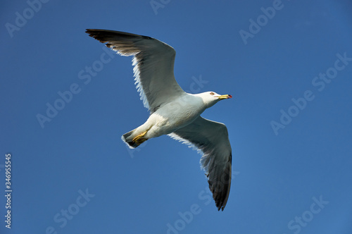 Seagull in the sea. Flying seagull on a background of the sea.