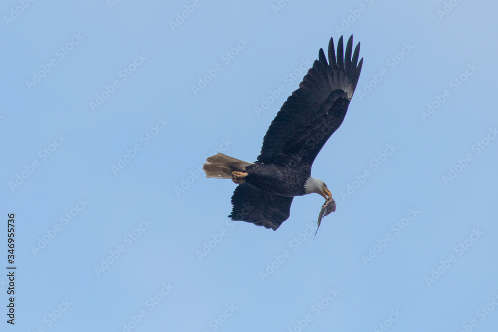 Obraz premium American Bald Eagle in Virginia