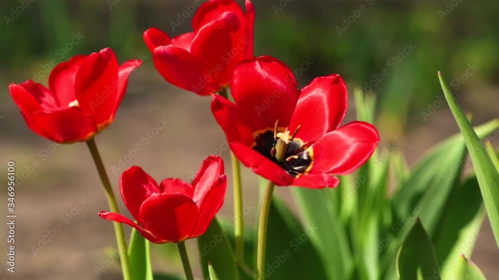 Tulip. Close up fresh opening red tulips, beautiful flowers and wind blowing. Spring and summer background Tulip. Close up fresh opening red tulips, beautiful flowers and wind blowing. Spring and summer background