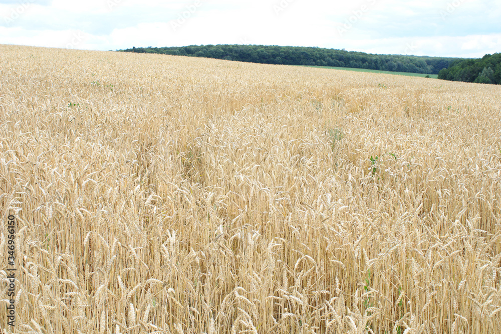 Large wheat field on sky background Large wheat field on sky background