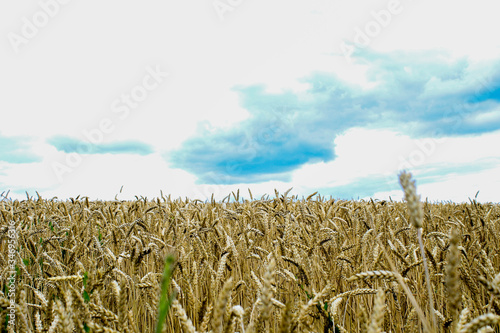 Large wheat field on sky background