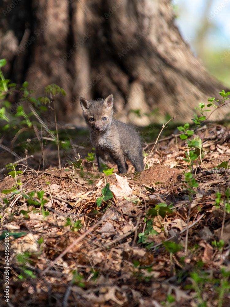 Fototapeta premium Red Fox Kits near the den...about 4-5 Weeks old