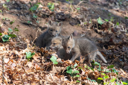 Red Fox Kits near the den...about 4-5 Weeks old © TRBeattie