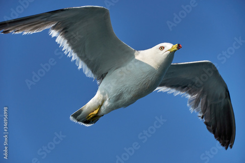Seagull in the sea. Flying seagull on a background of the sea.