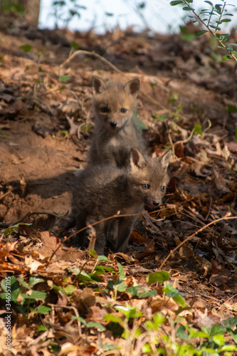 Red Fox Kits near the den...about 4-5 Weeks old