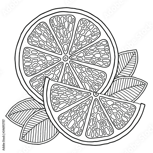Coloring book page  with outlines of orange.