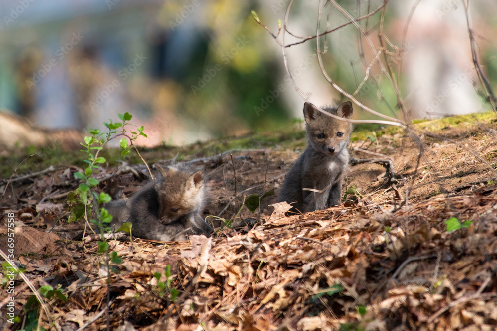 Fototapeta premium Red Fox Kits near the den...about 4-5 Weeks old