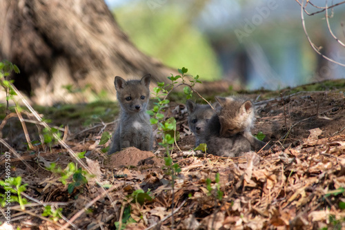 Red Fox Kits near the den...about 4-5 Weeks old