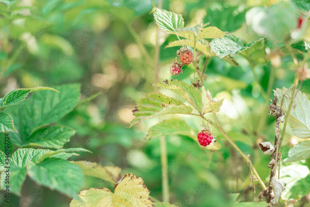 raspberry berry on a branch of a green Bush. blurred background, blur. macro. wild raspberries, organic raspberries, organic, natural raspberry berry on a branch of a green Bush. blurred background, blur. macro. wild raspberries, organic raspberries, organic, natural