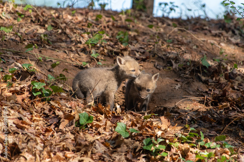 Red Fox Kits near the den...about 4-5 Weeks old © TRBeattie