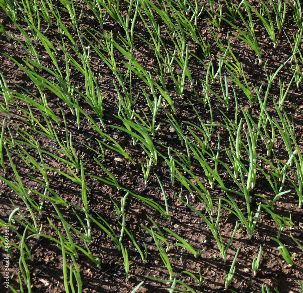 Growing Spring Onions in the yard Growing Spring Onions in the yard