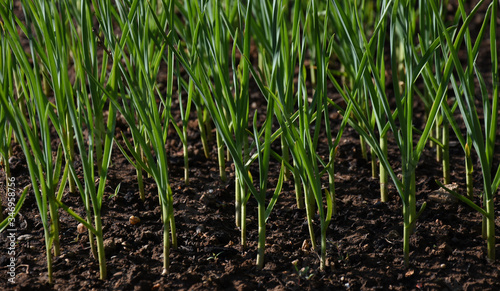 Growing Spring Garlic in the yard