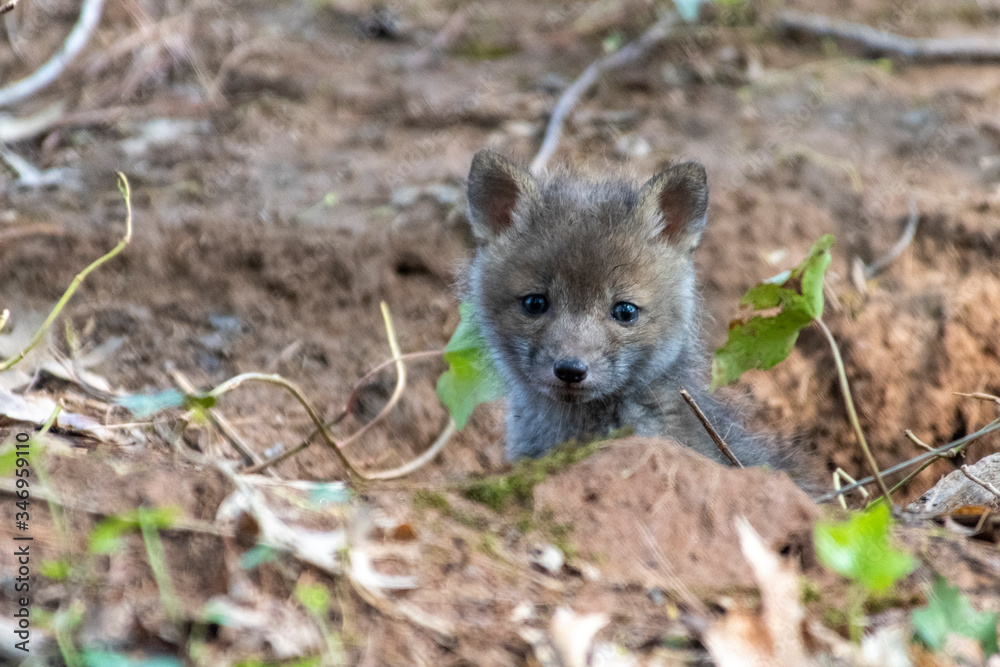 Fototapeta premium Fox Kit near den